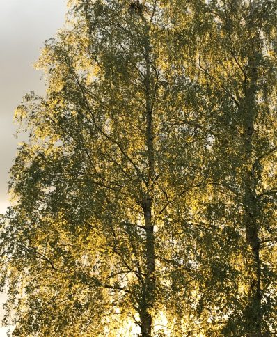 Luminosité de la nature